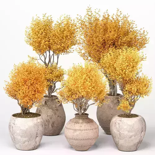 Indoor Plants set 12