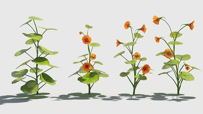 nasturtium flower 3D model
