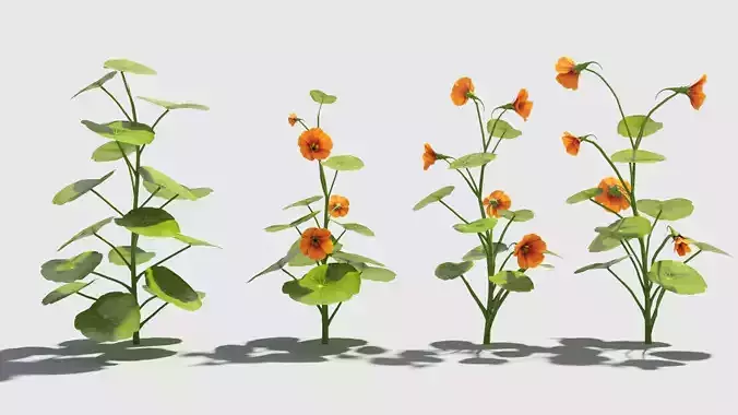 nasturtium flower 3D model