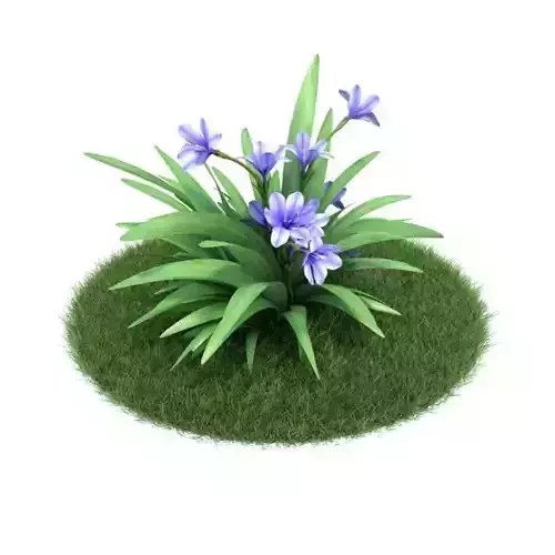 Green Potted Babiana Plant