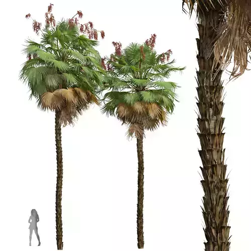 New Plant High detail Acoelorrhaphe Wrightii Fruit 3D model