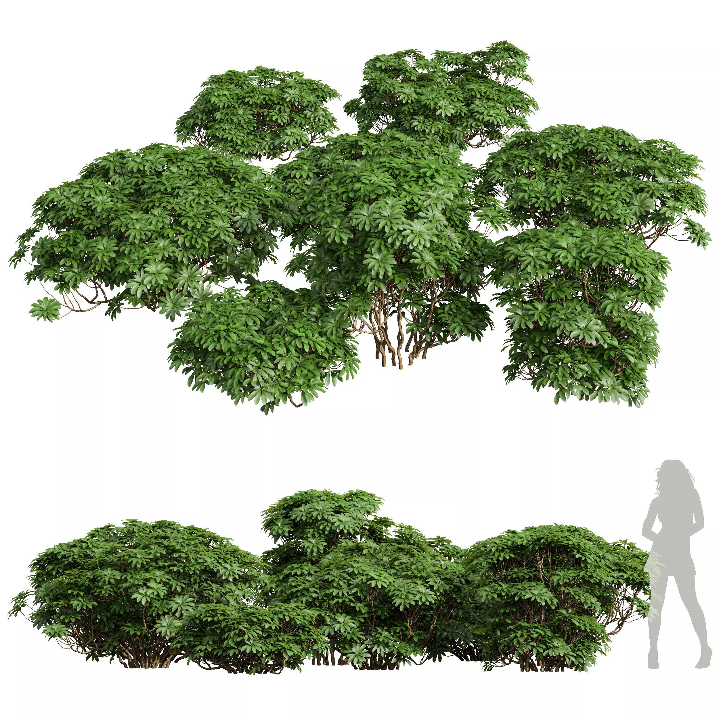 Edgeworthia Chrysantha Grandiflora-8 different bush 3D model