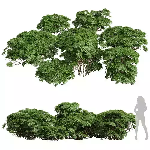 Edgeworthia Chrysantha Grandiflora-8 different bush 3D model