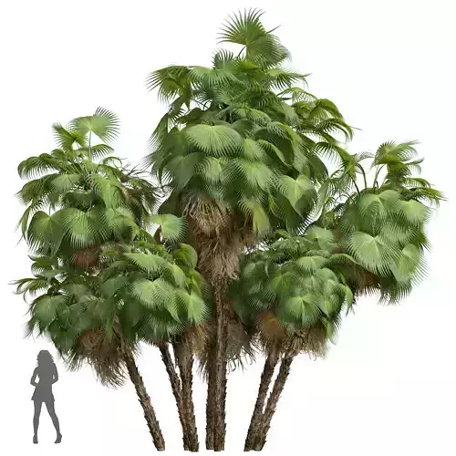 New Plant High detail Acoelorrhaphe Wrightii Garden 3D model