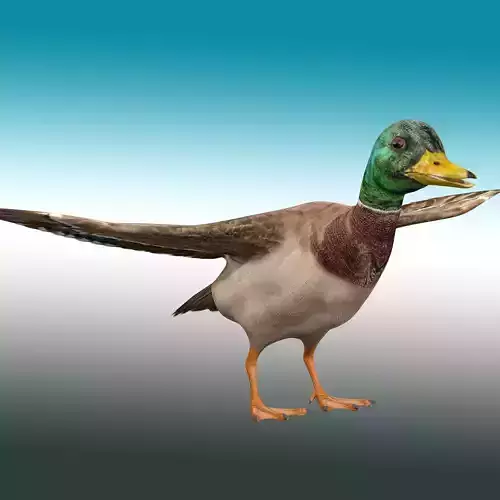 Duck  Rig Low-poly 3D model