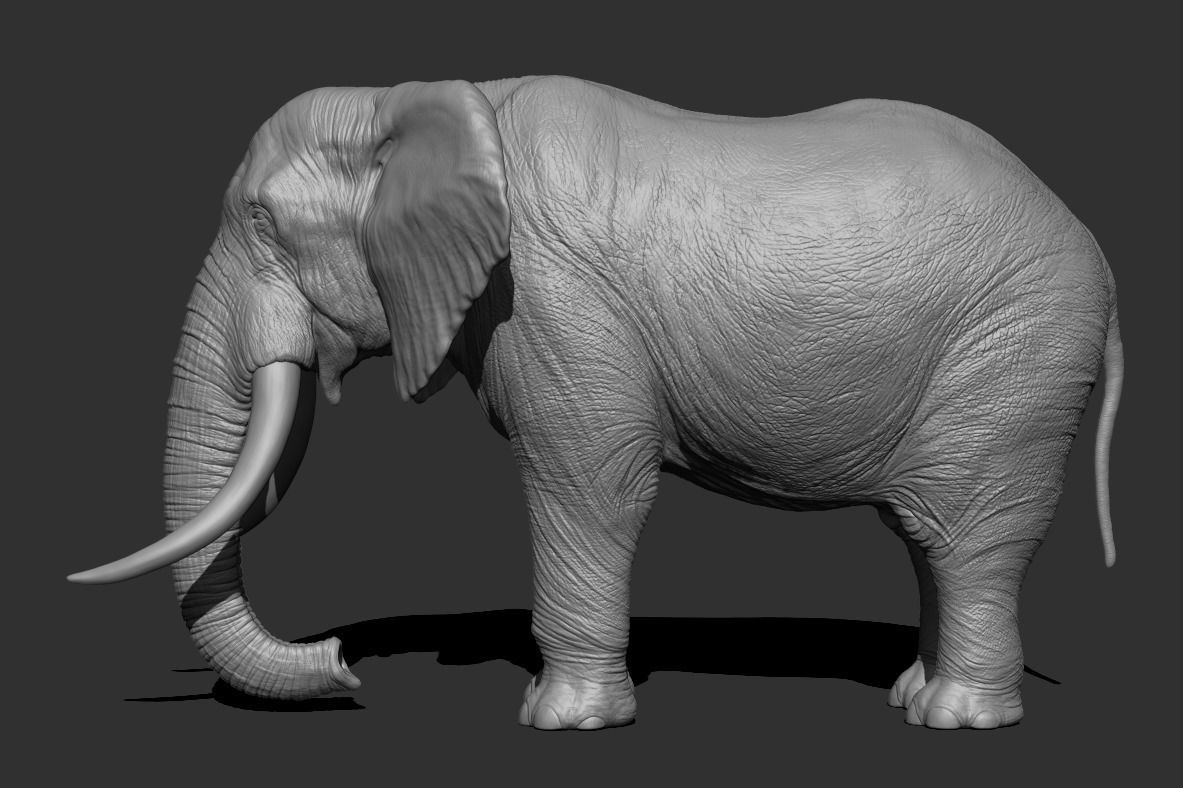 Elephant Low-poly 3D model_11