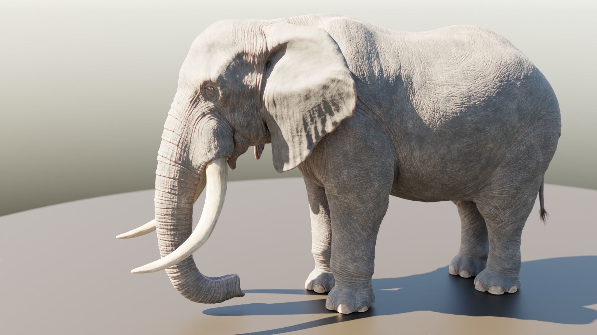 Elephant Low-poly 3D model_2