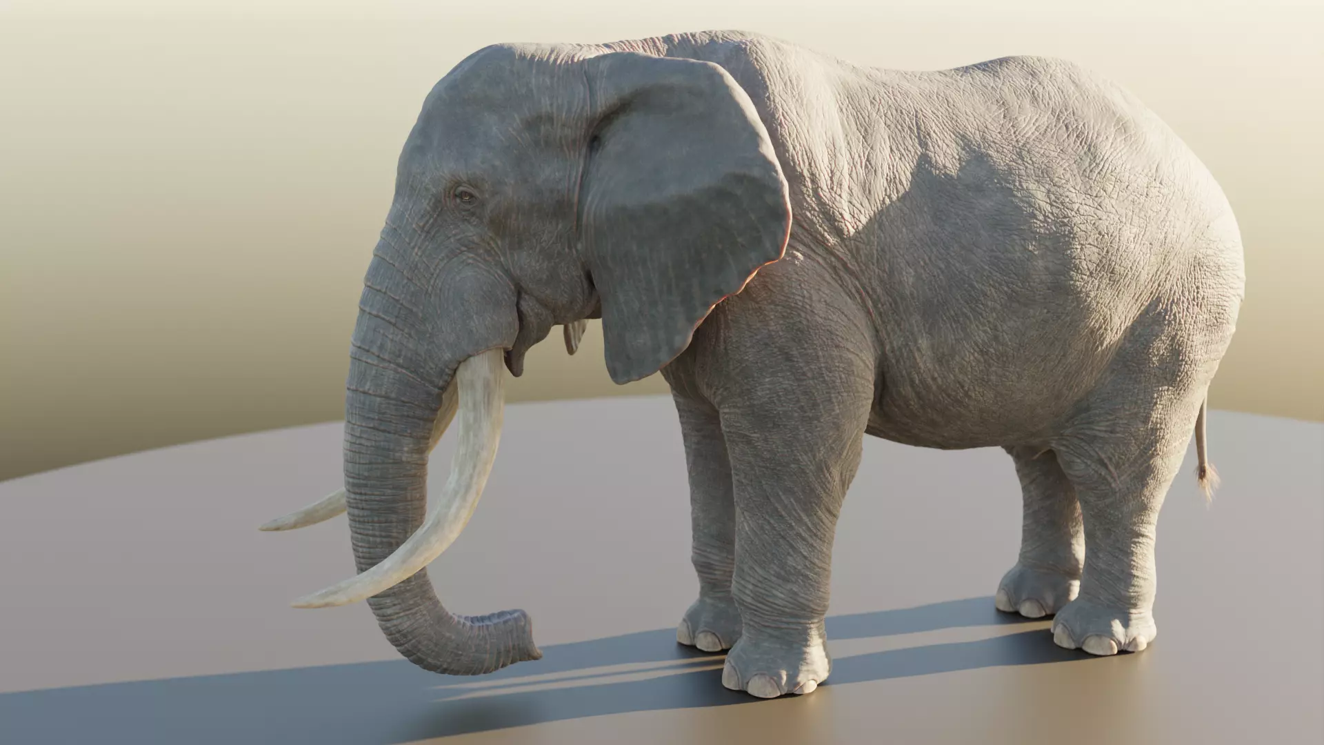 Elephant Low-poly 3D model_0