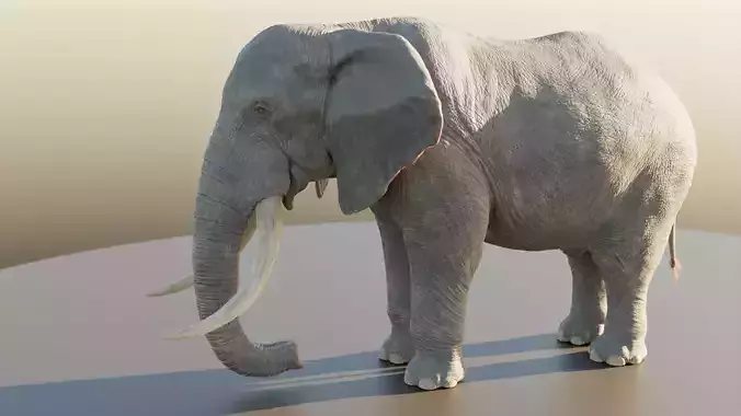 Elephant Low-poly 3D model