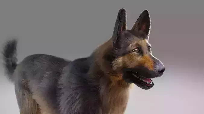 Fur German Shepherd No Rigged