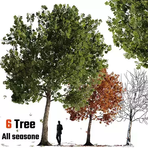 European Chestnut Summer Fall Winter