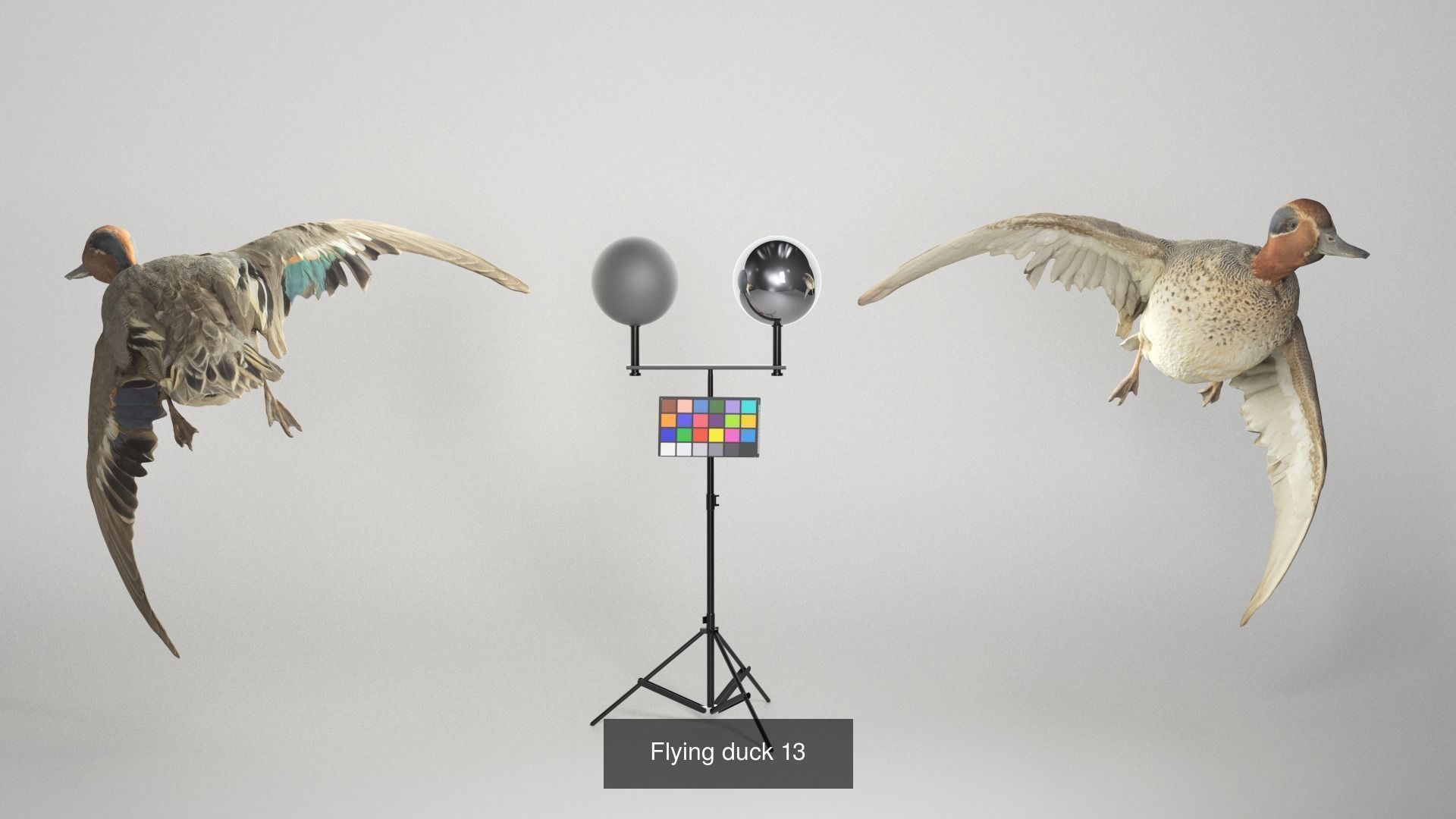 Pets 16 3D Model Collection_4