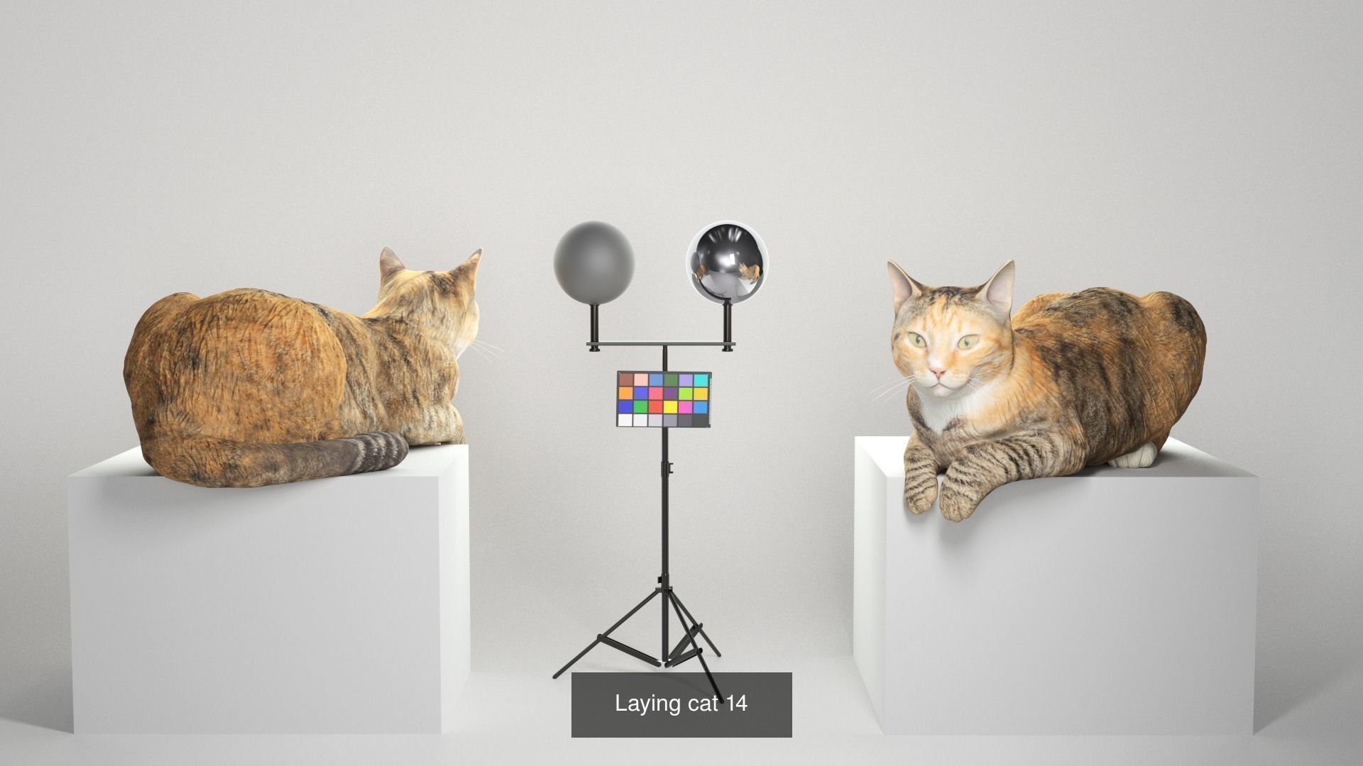 Pets 16 3D Model Collection_5