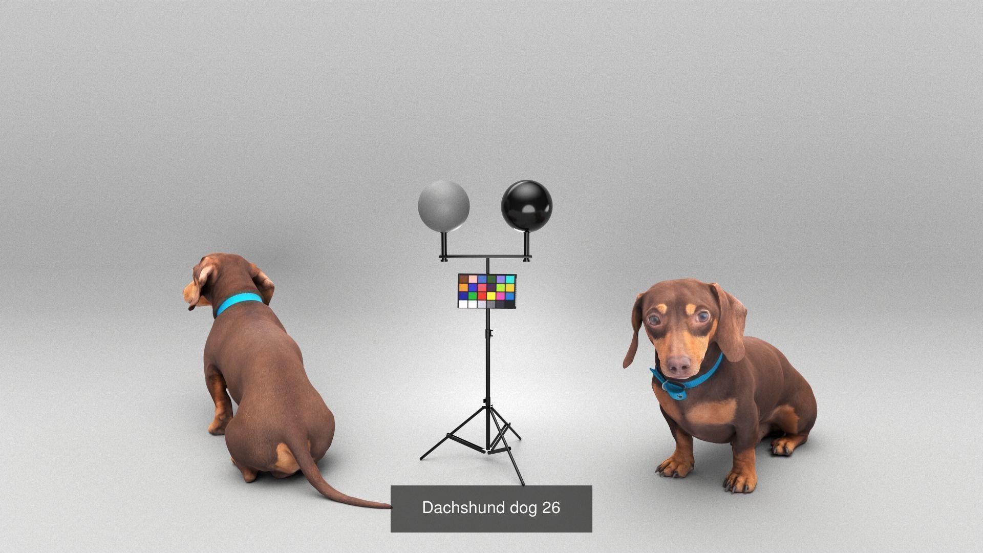 Pets 16 3D Model Collection_10