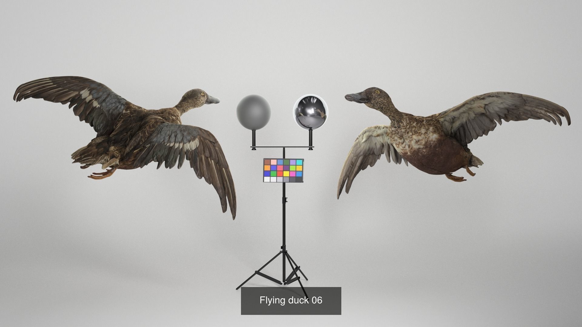 Pets 16 3D Model Collection_2