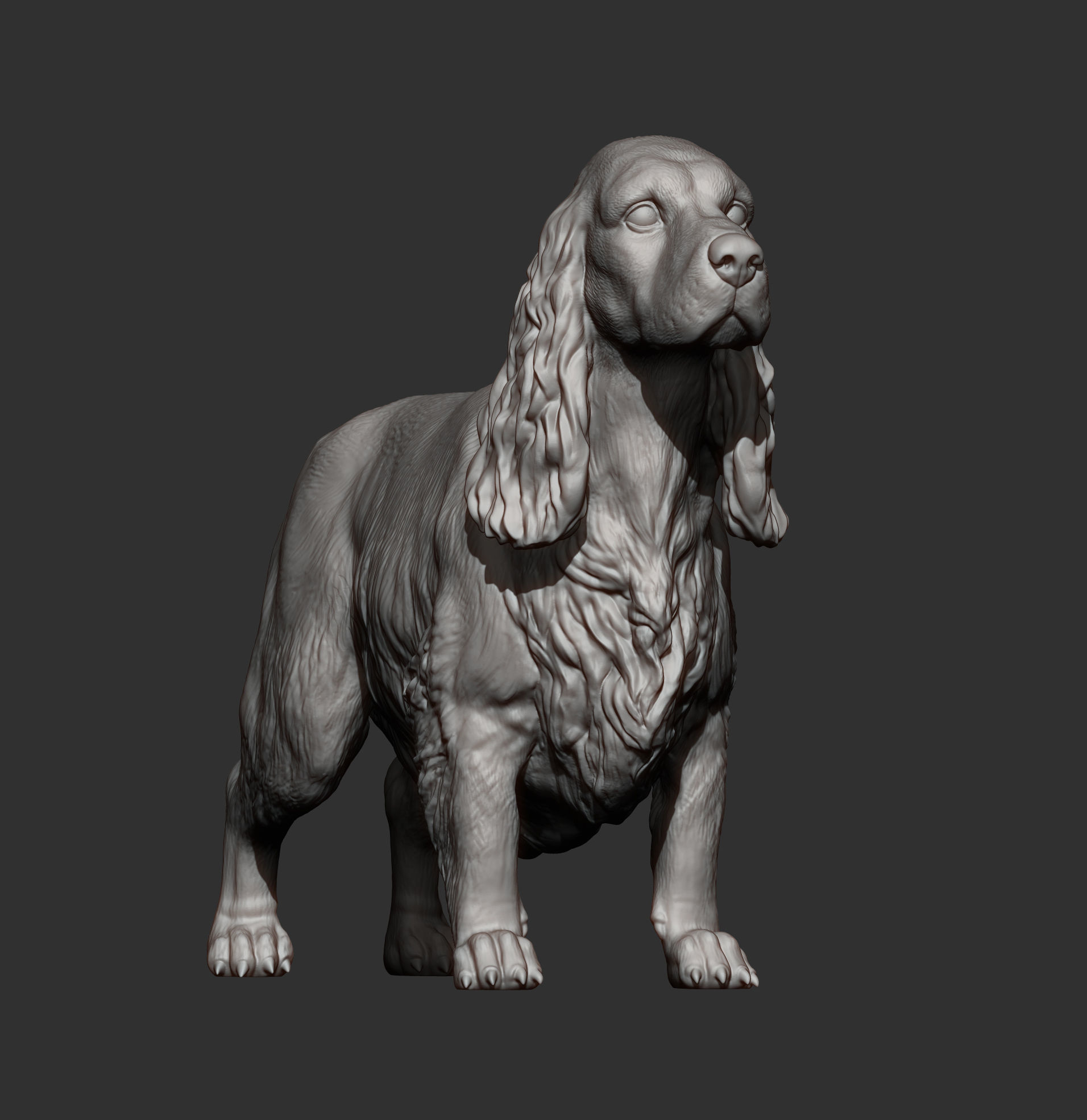 English Cocker Spaniel 3D print model_8