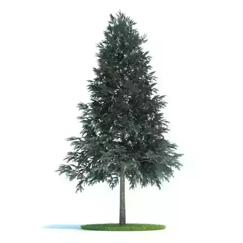 Evergreen Conifer Tree 3D model