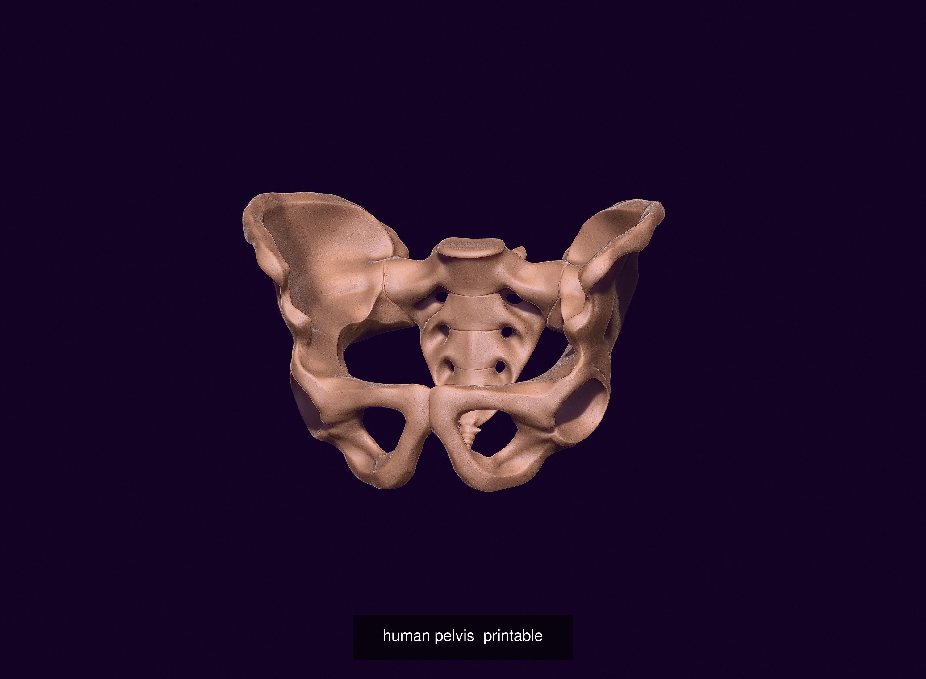 anatomical collection for 3d printing _5