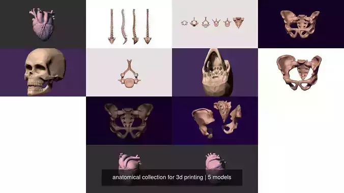 anatomical collection for 3d printing 