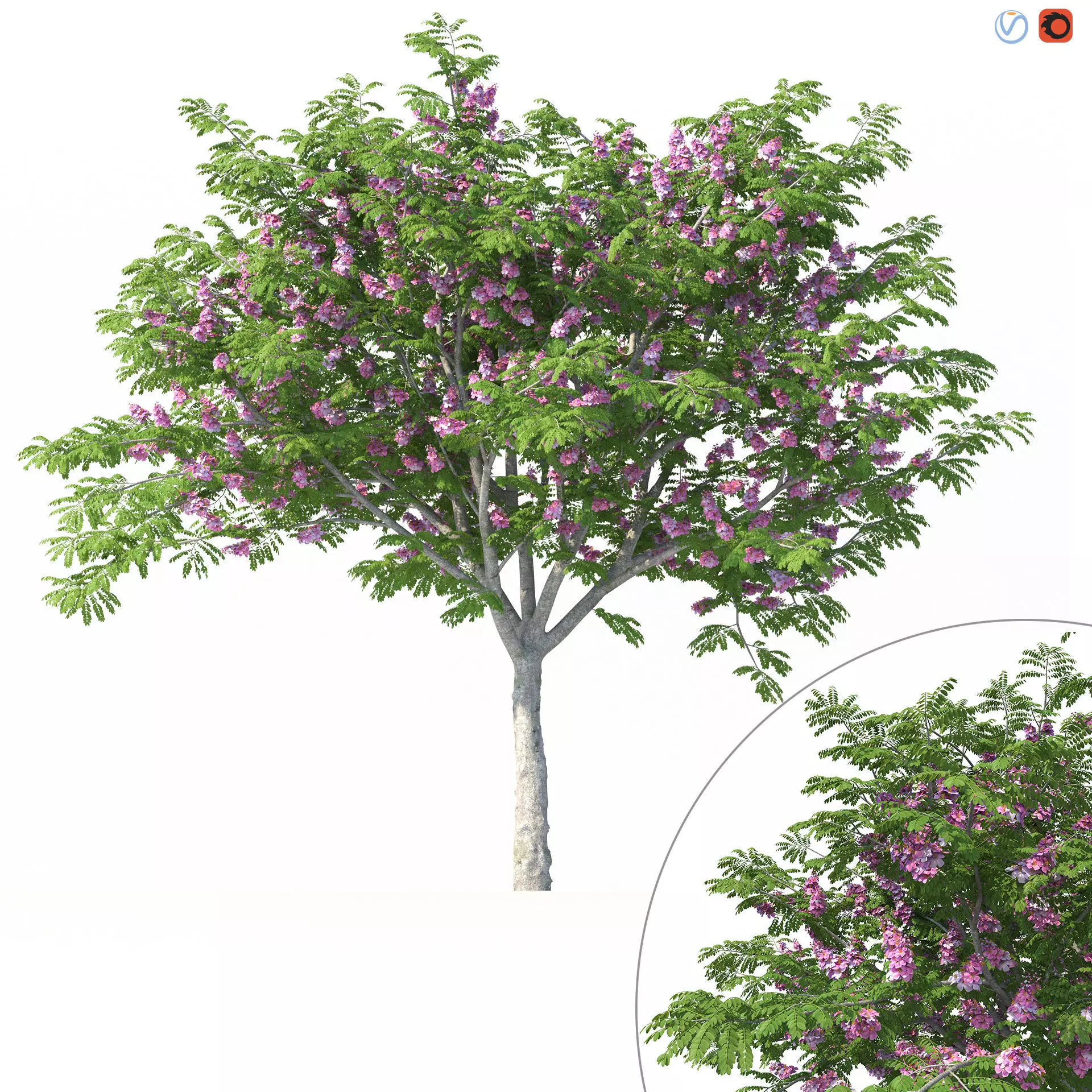 Cassia Javanica Tree No 1 with pink flowers 3D model
