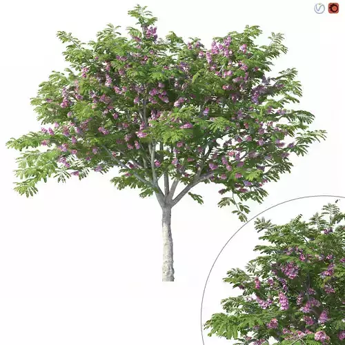 Cassia Javanica Tree No 1 with pink flowers