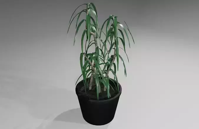 Vase with Plant - Dracena