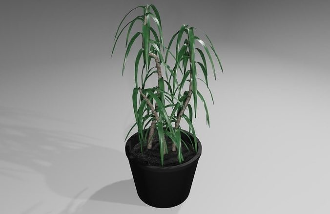 Vase with Plant - Dracena Low-poly 3D model