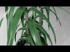 Vase with Plant - Dracena Low-poly 3D model_1