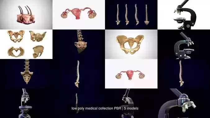 low poly medical collection PBR human uterus 