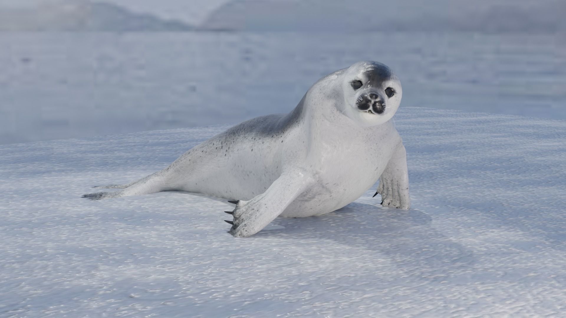 Seal and Polar Seal Low-poly 3D model_8