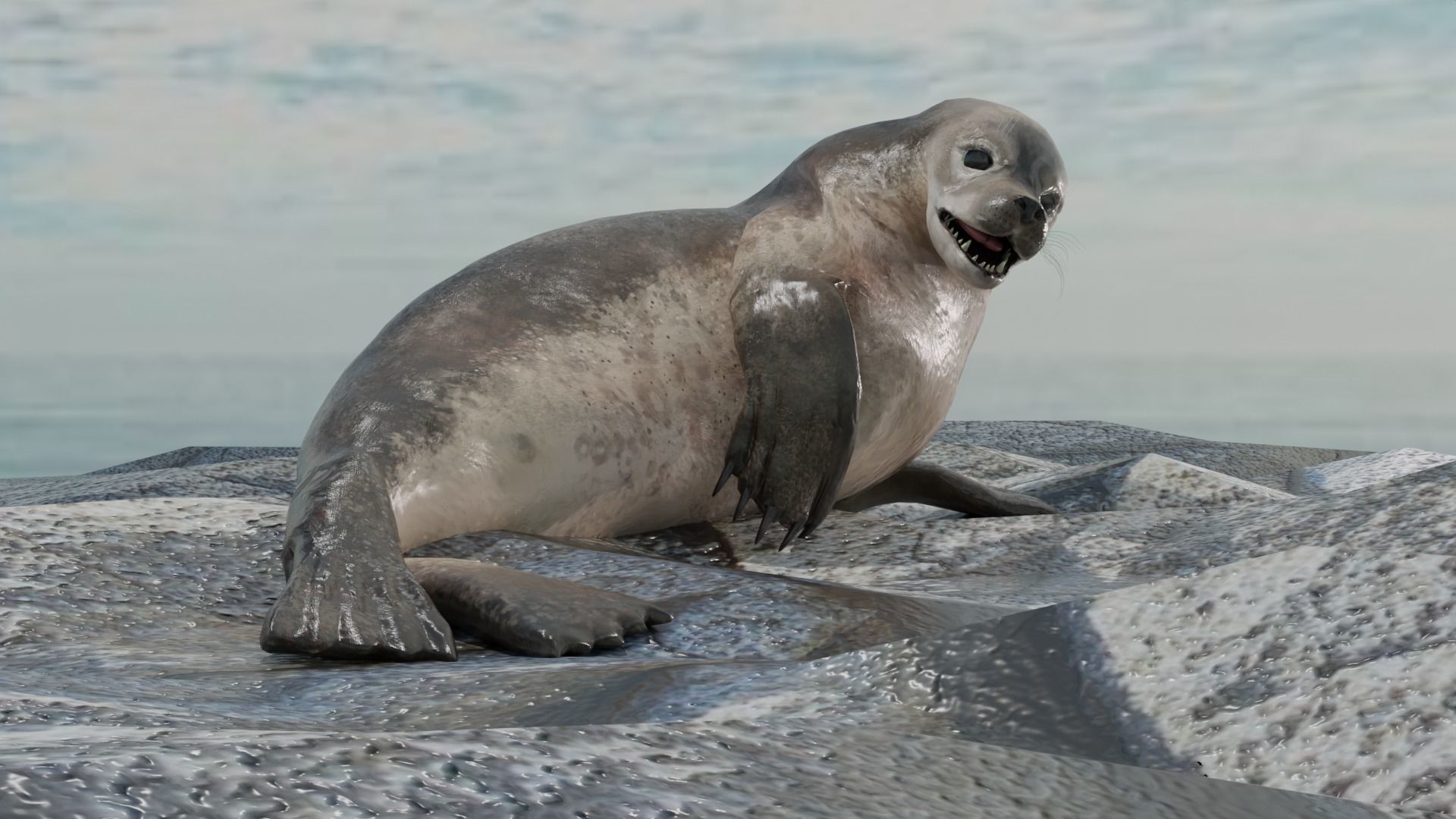 Seal and Polar Seal Low-poly 3D model_3