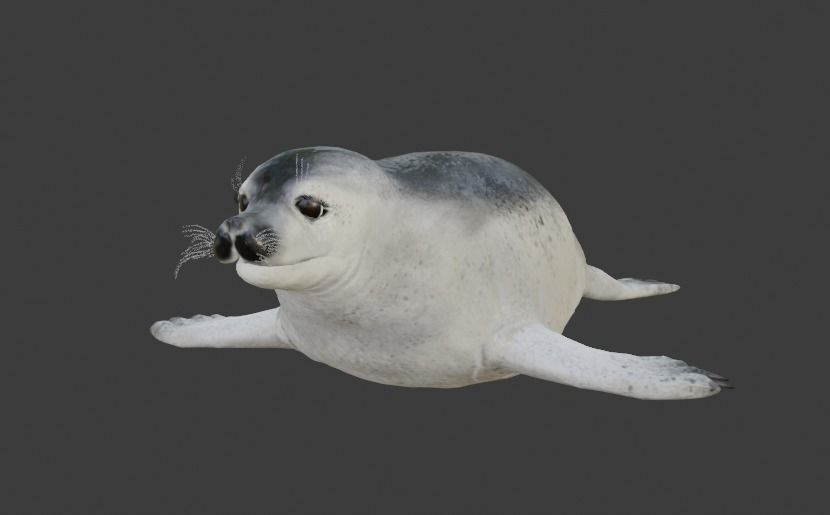 Seal and Polar Seal Low-poly 3D model_11