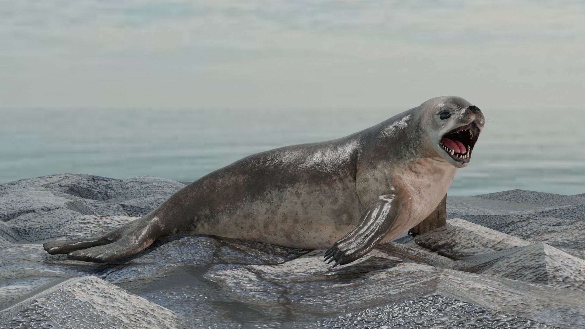 Seal and Polar Seal Low-poly 3D model_4