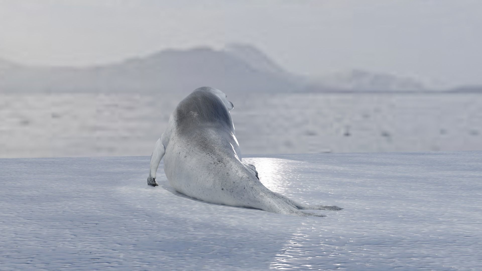 Seal and Polar Seal Low-poly 3D model_7