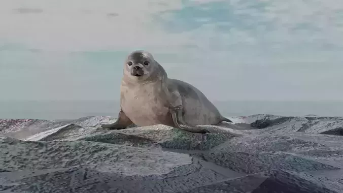 Seal and Polar Seal Low-poly 3D model