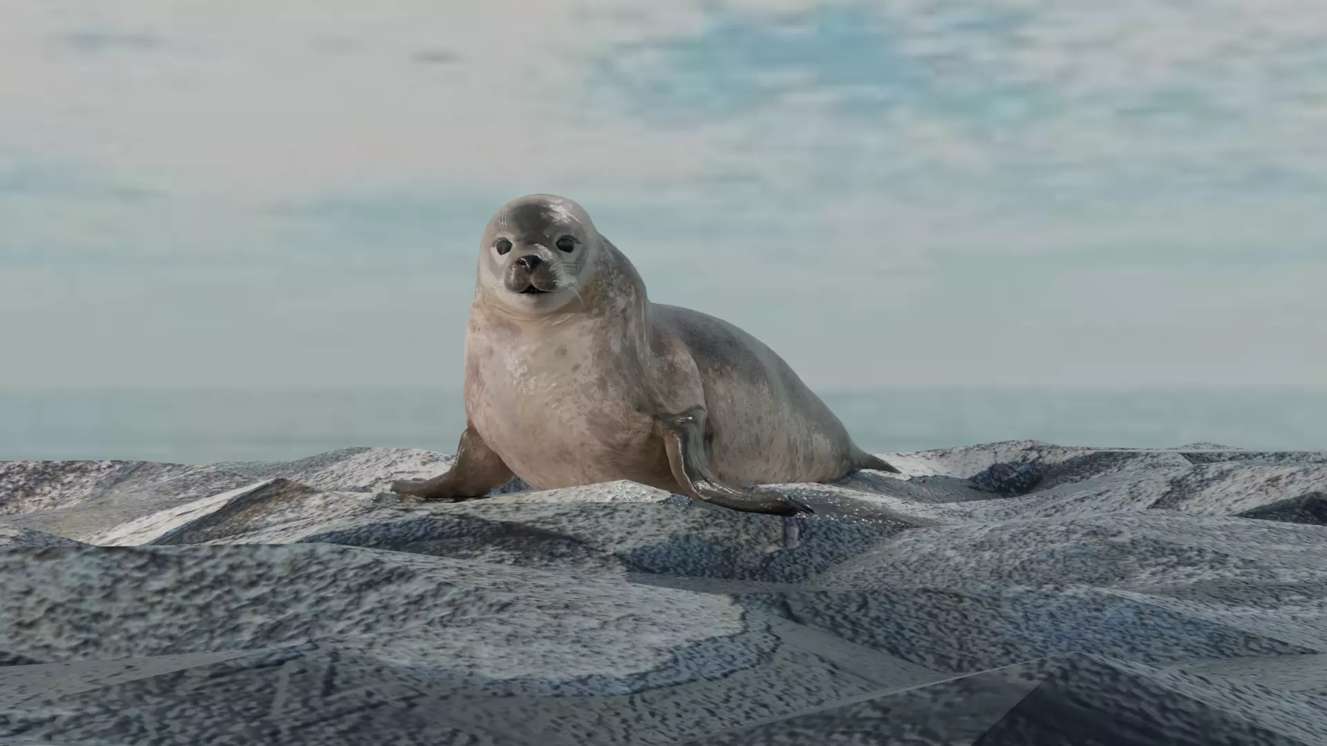 Seal and Polar Seal Low-poly 3D model_0