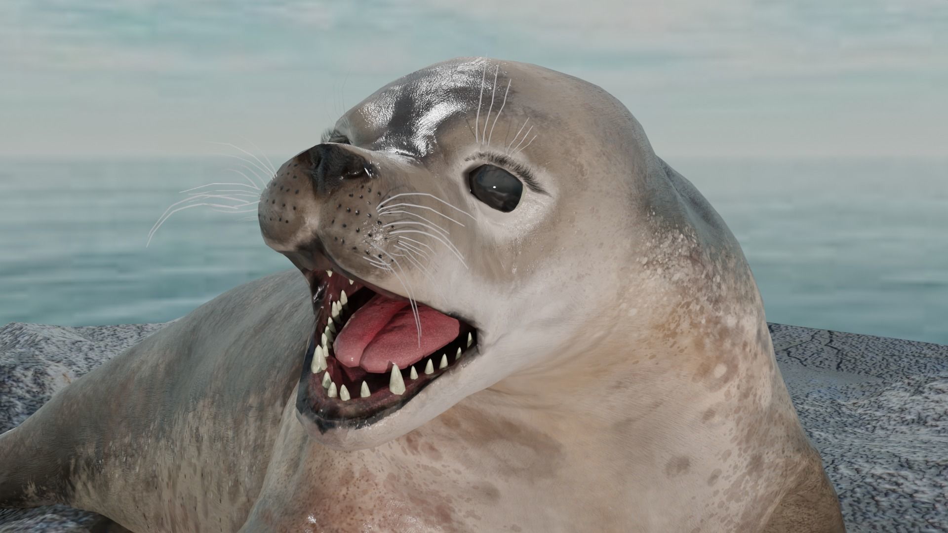 Seal and Polar Seal Low-poly 3D model_5