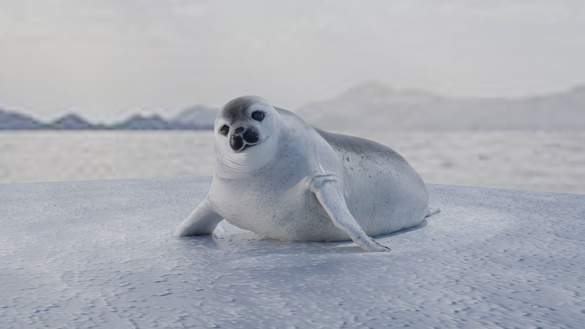 Seal and Polar Seal Low-poly 3D model_9