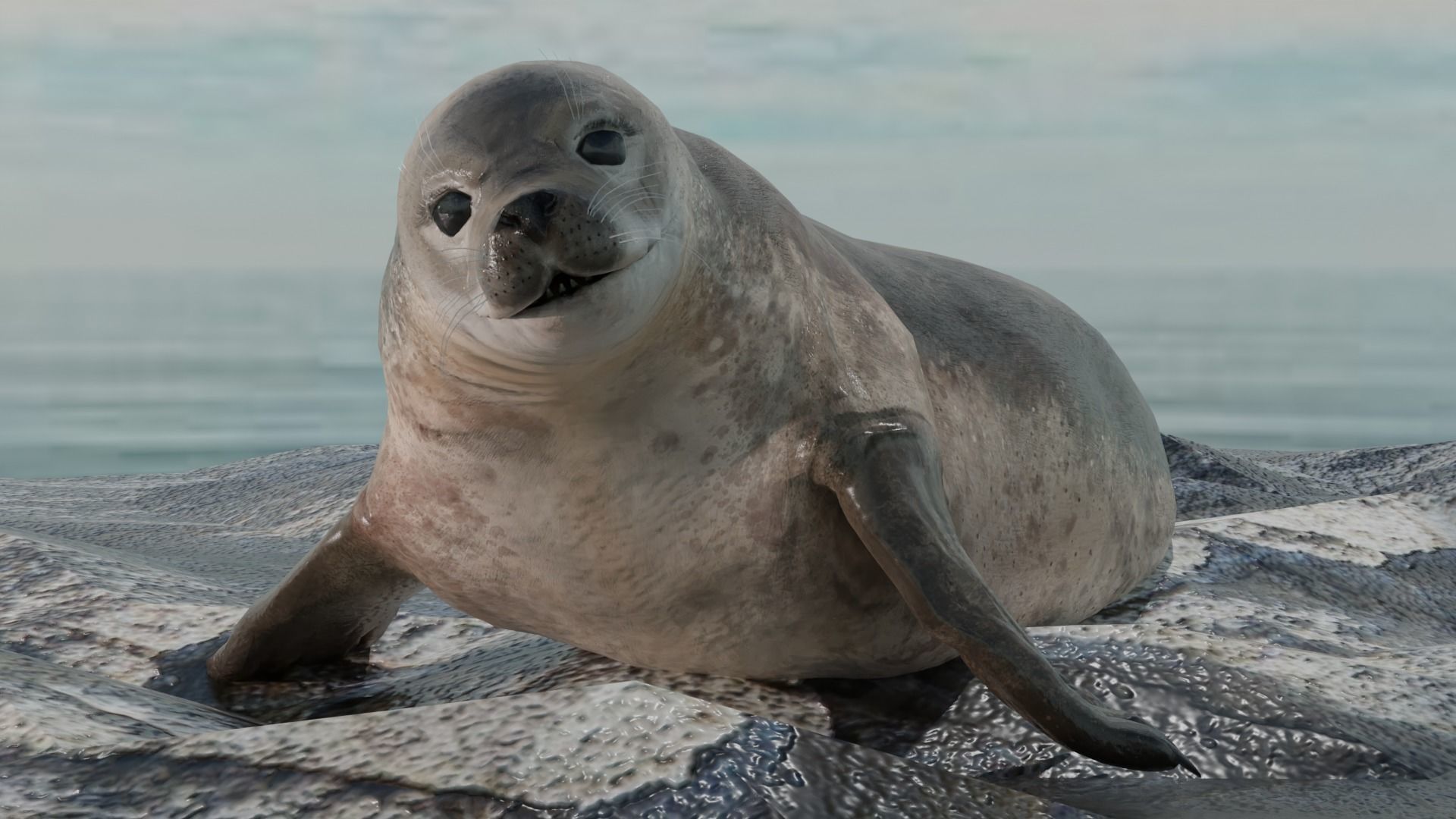 Seal and Polar Seal Low-poly 3D model_2