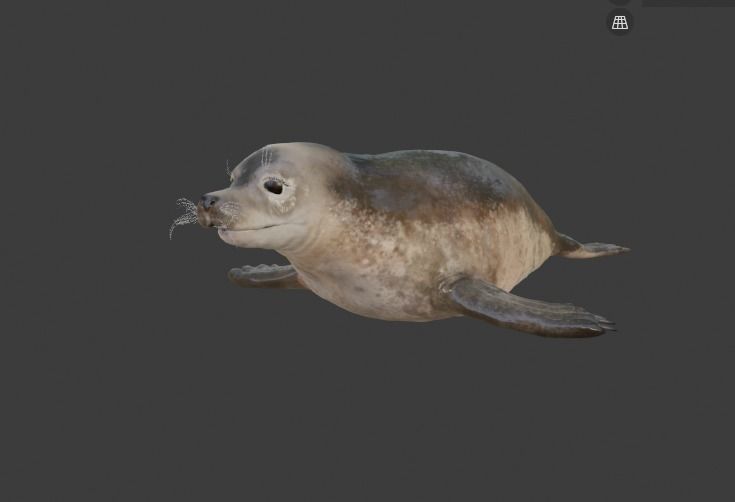 Seal and Polar Seal Low-poly 3D model_12
