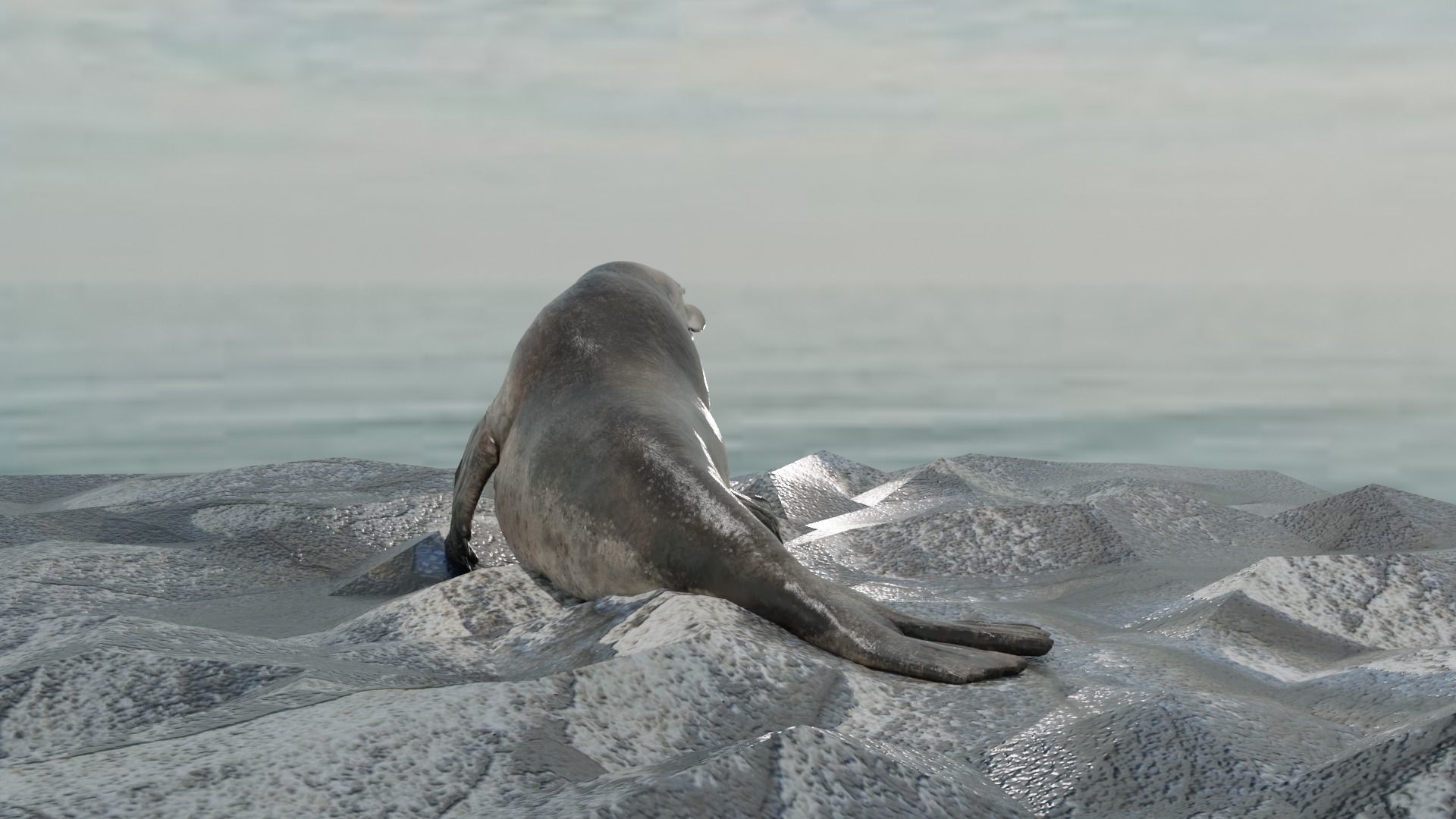 Seal and Polar Seal Low-poly 3D model_6