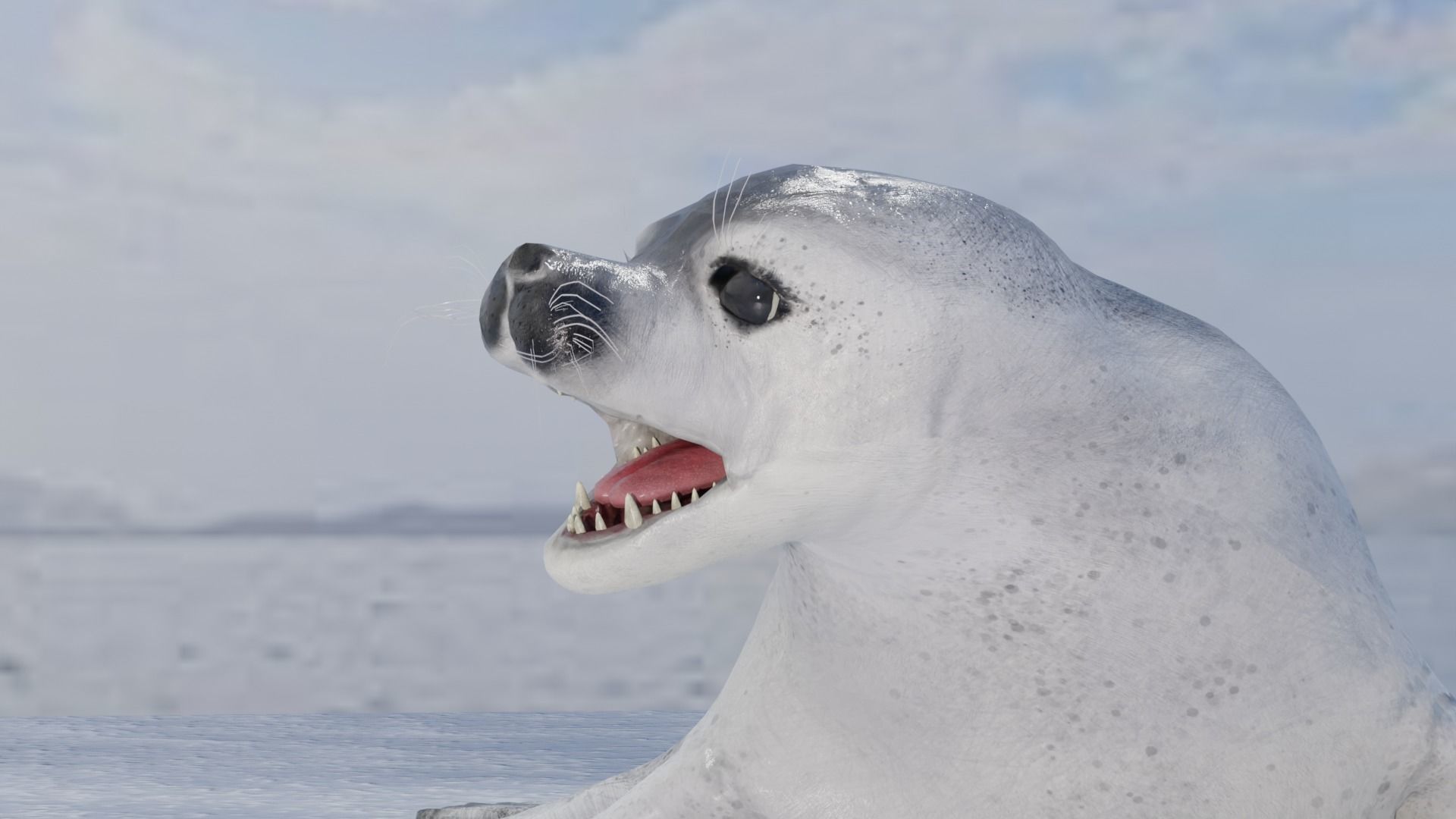 Seal and Polar Seal Low-poly 3D model_10