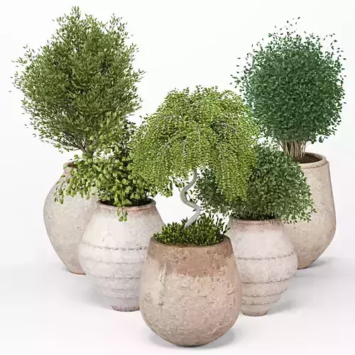 Indoor Plants set 14