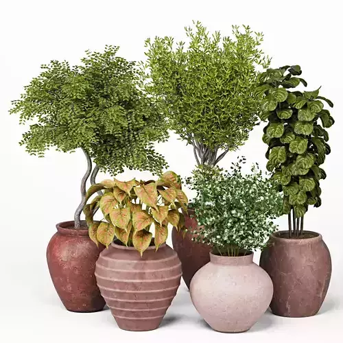 Indoor Plants set 15