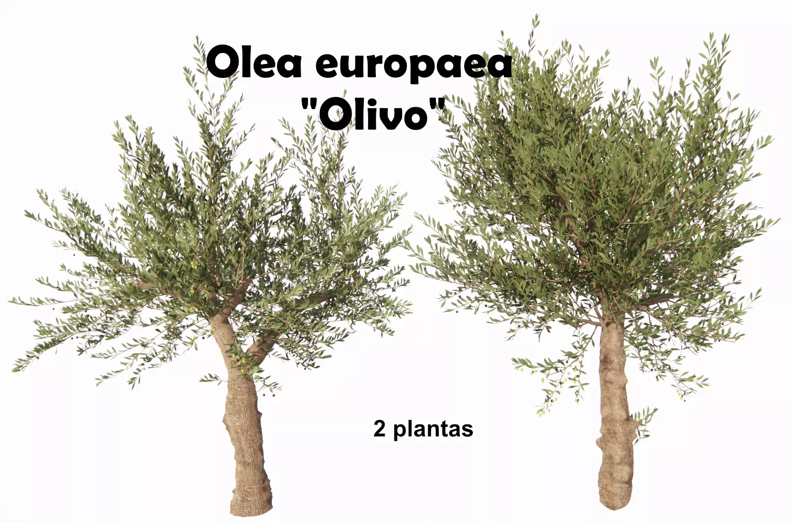 Olea europaea - OLIVO 3D model_0