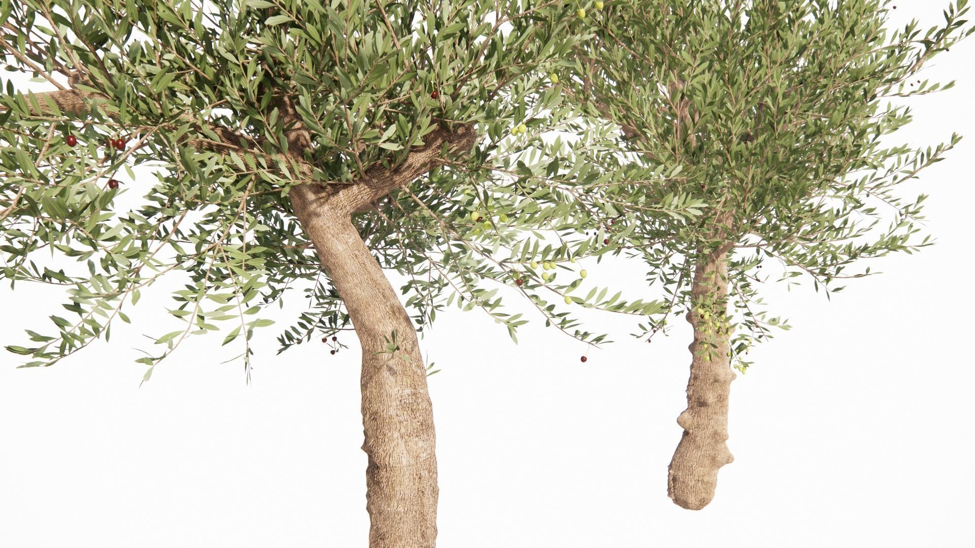 Olea europaea - OLIVO 3D model_4