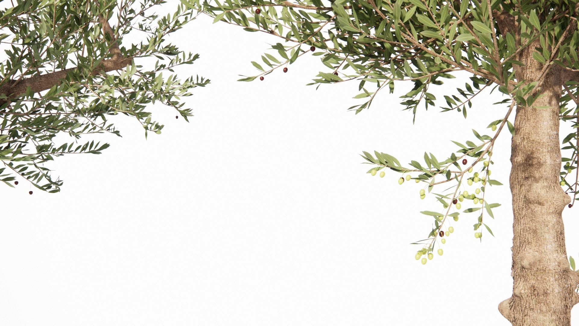Olea europaea - OLIVO 3D model_3