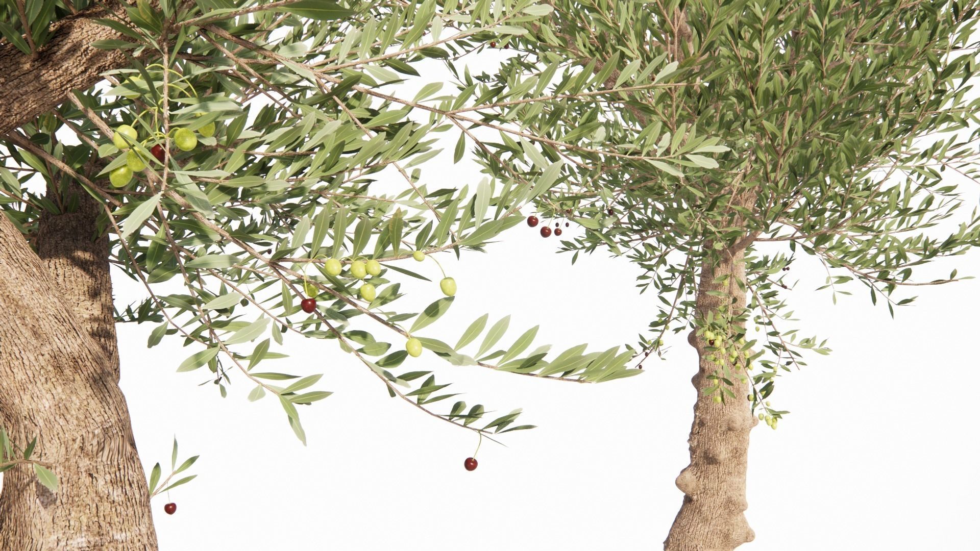 Olea europaea - OLIVO 3D model_6