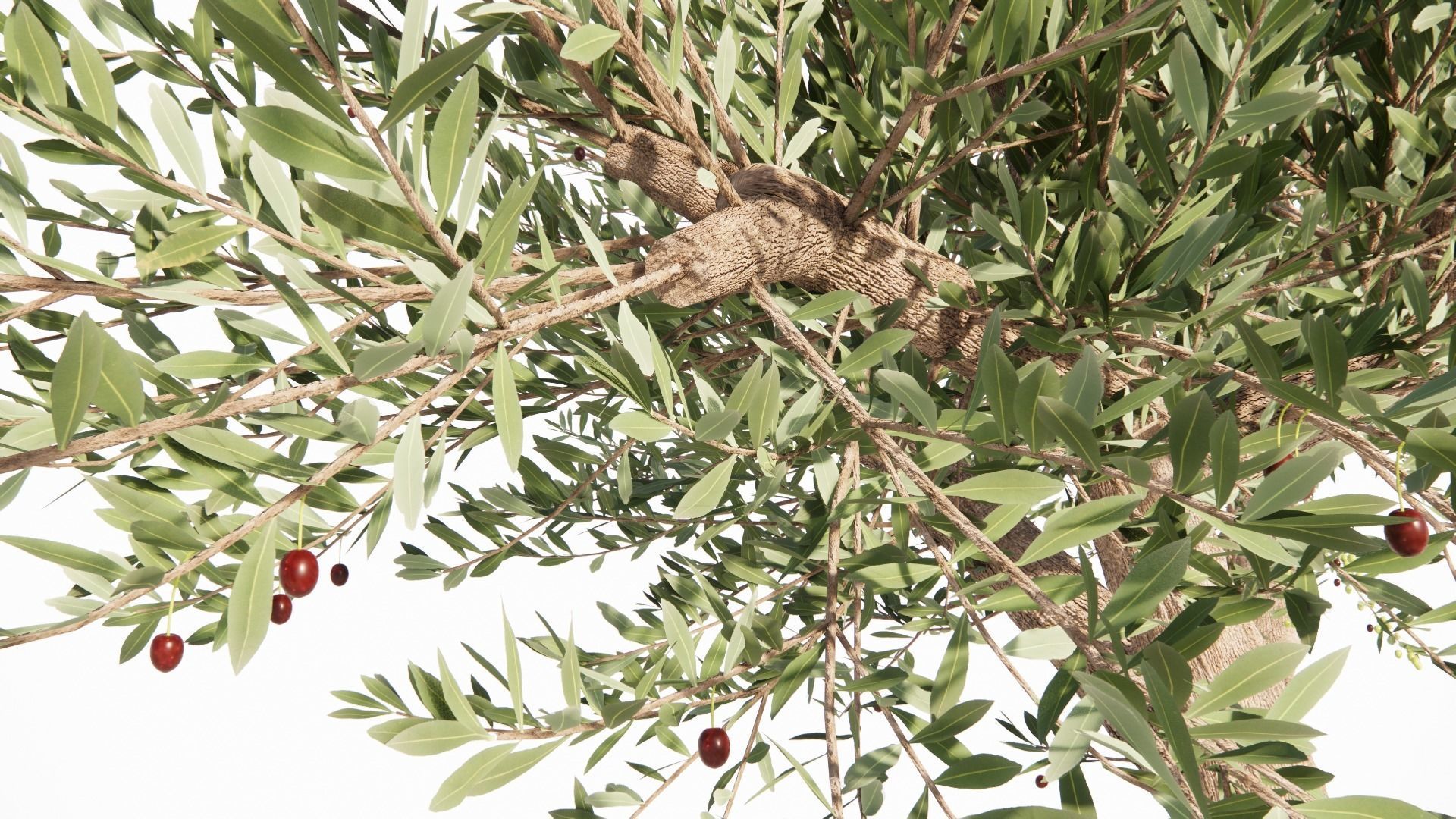 Olea europaea - OLIVO 3D model_5