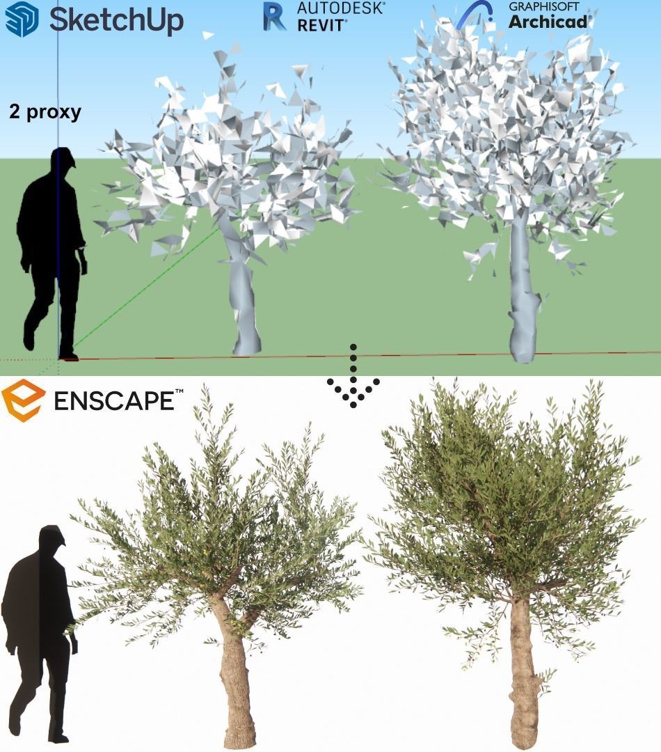 Olea europaea - OLIVO 3D model_2